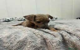 Pequeño Lebrel Italiano perros en venta: Piccolo italiano  - Imagen 5