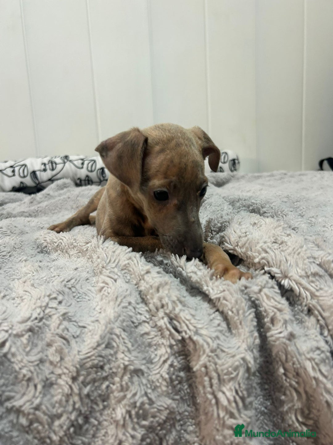 Pequeño Lebrel Italiano perros en venta: Piccolo italiano  - Imagen 5