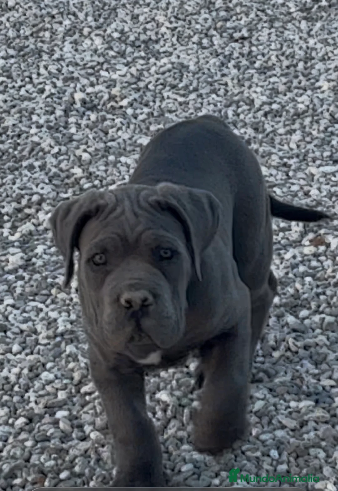 Cane Corso perros en venta: Cachorro de cane corso  - Anuncio 5