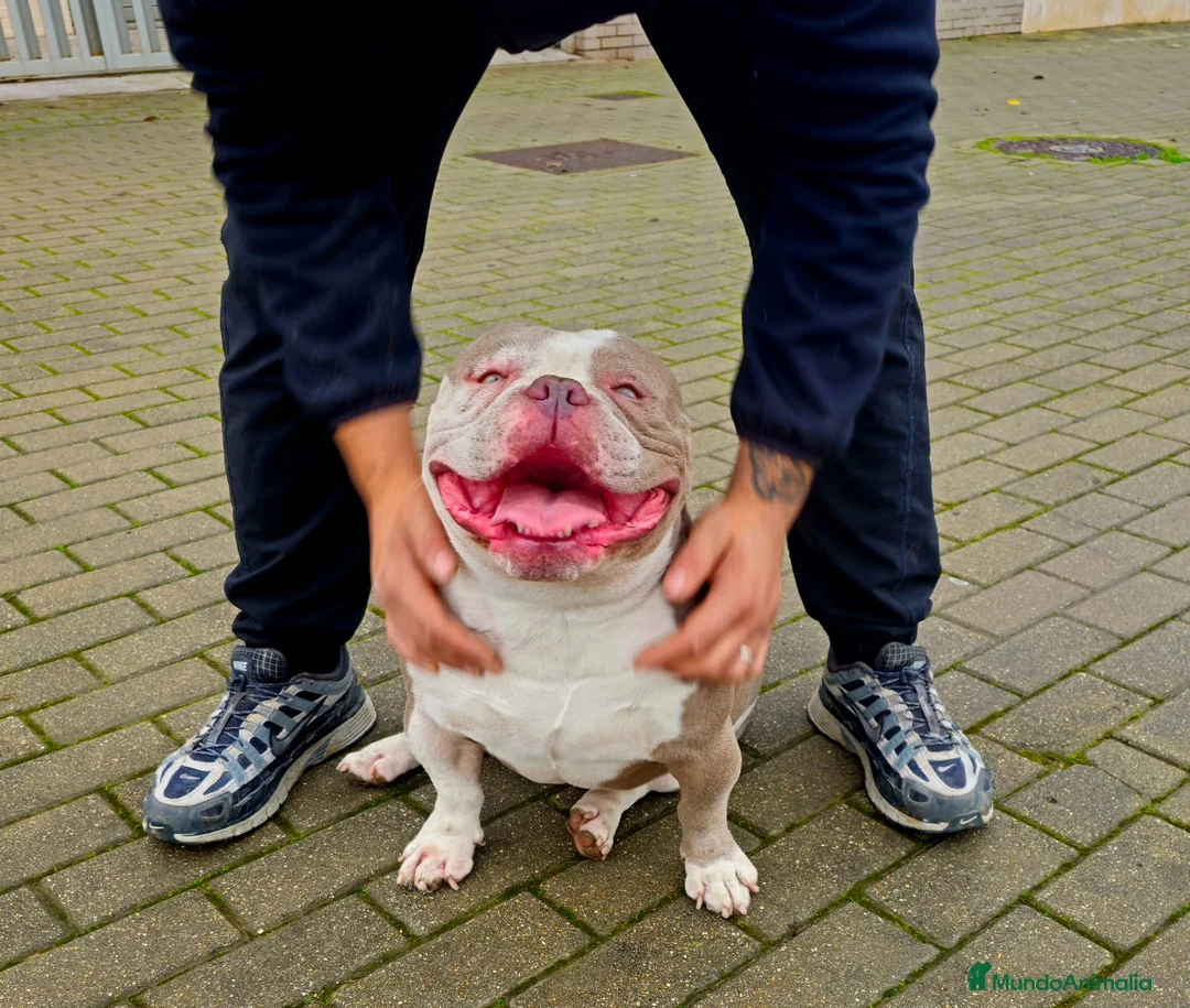 American Bully perros en venta: American bully pocket exótico  - Anuncio 2