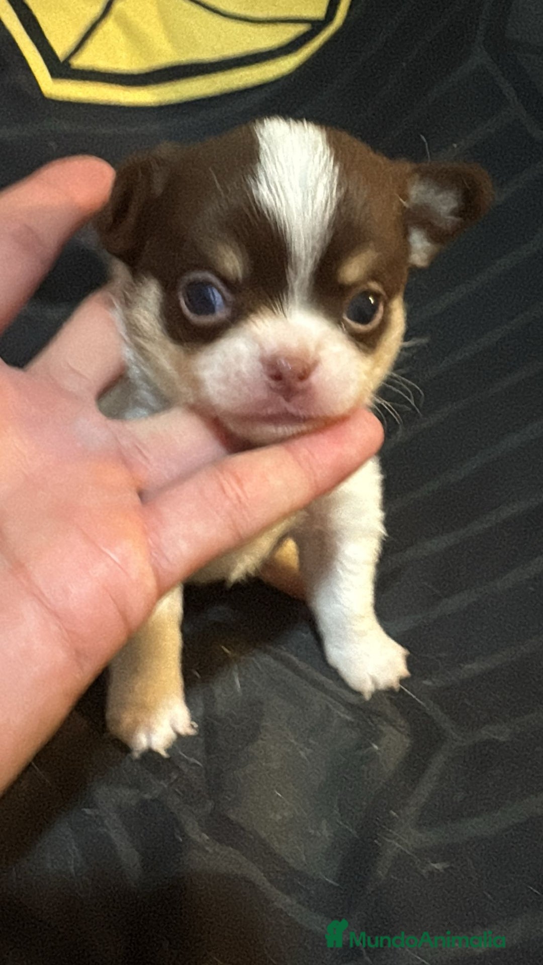 Chihuahua perros en venta: Chihuahua toy rusos - Imagen 3
