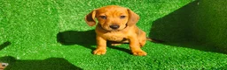 Teckel Miniatura perros en venta: Teckel miniatura  - Anuncio 1