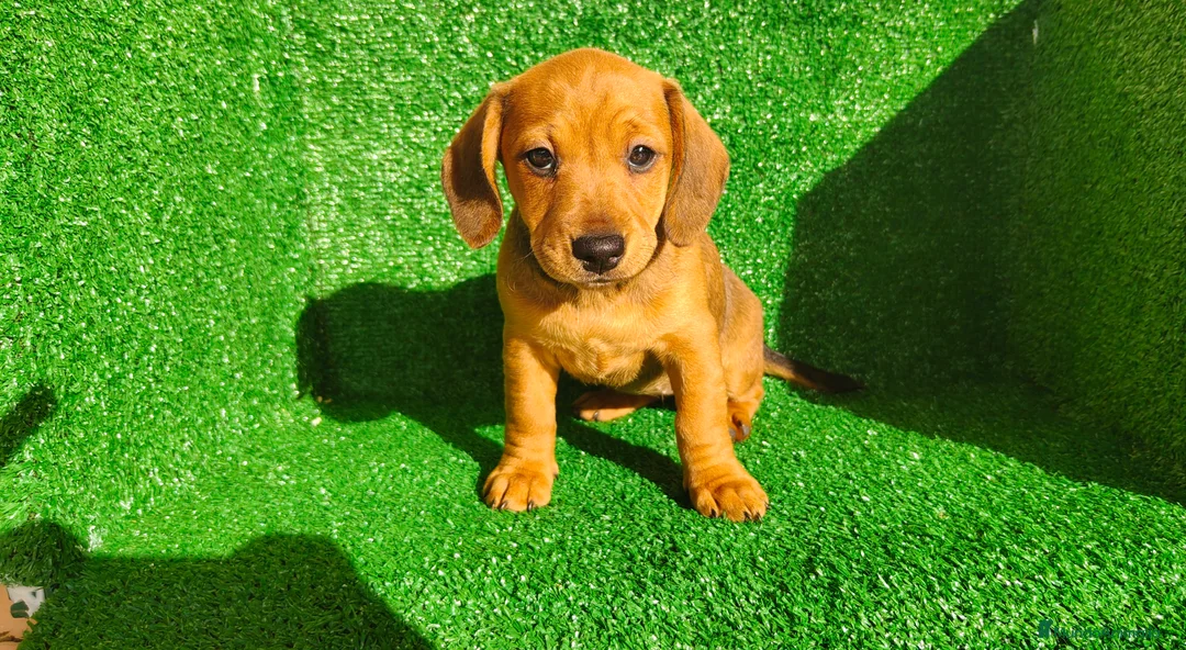 Teckel Miniatura perros en venta: Teckel miniatura  - Anuncio 1