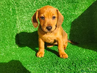 Teckel Miniatura perros Teckel miniatura - Anuncio 1