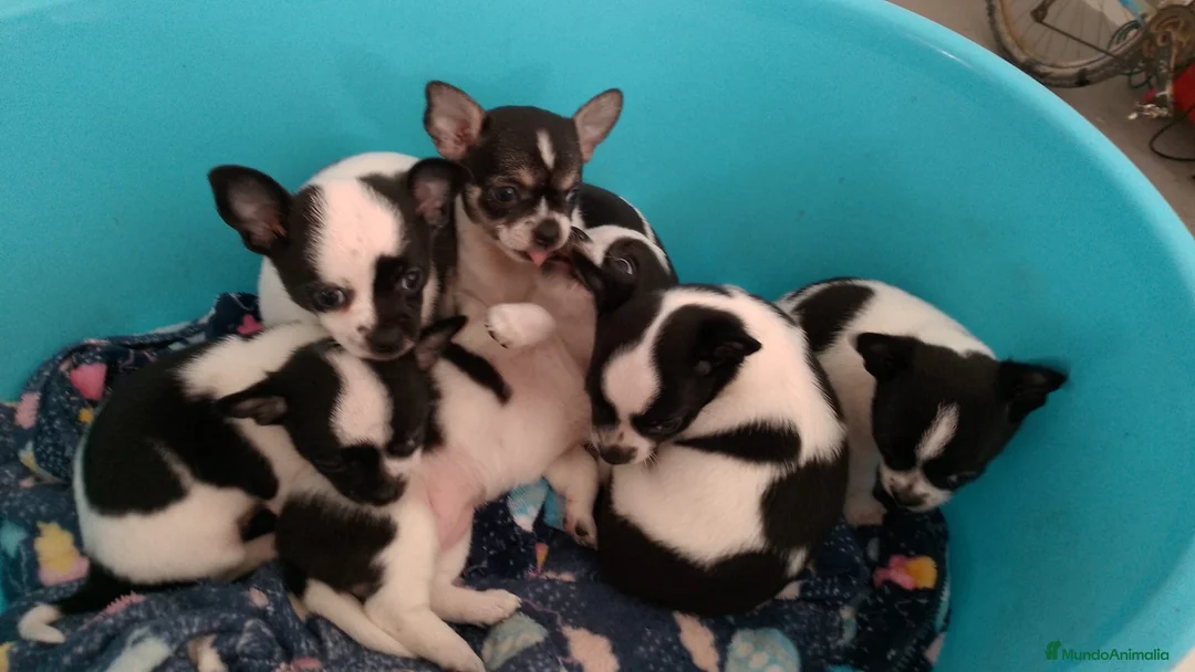 Chihuahua perros en venta: Chihuahua toy - Anuncio 2