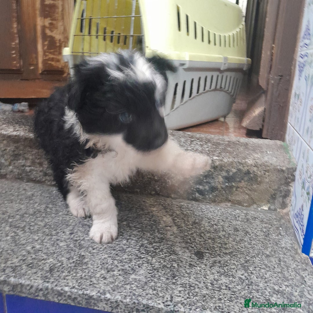 Border Collie perros en venta: BORDER COLLIE - Anuncio 9