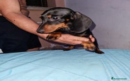 Teckel perros en venta: Teckel  canichen - Imagen 17