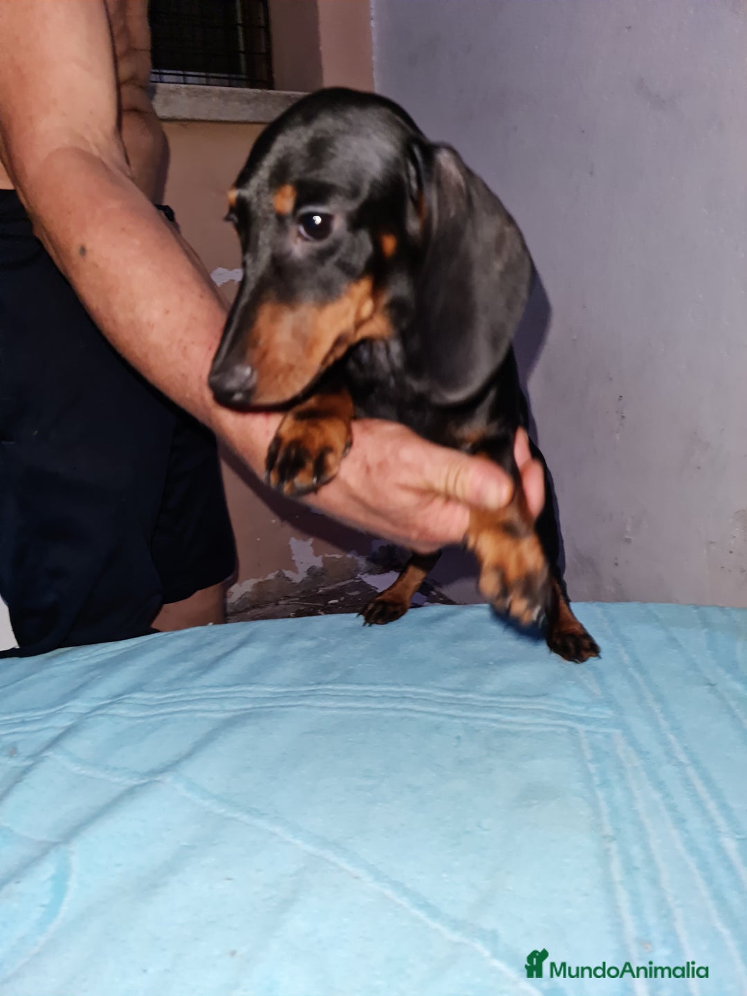 Teckel perros en venta: Teckel  canichen - Imagen 17