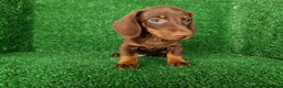 Teckel Miniatura perros en venta: teckel miniatura - Anuncio 6