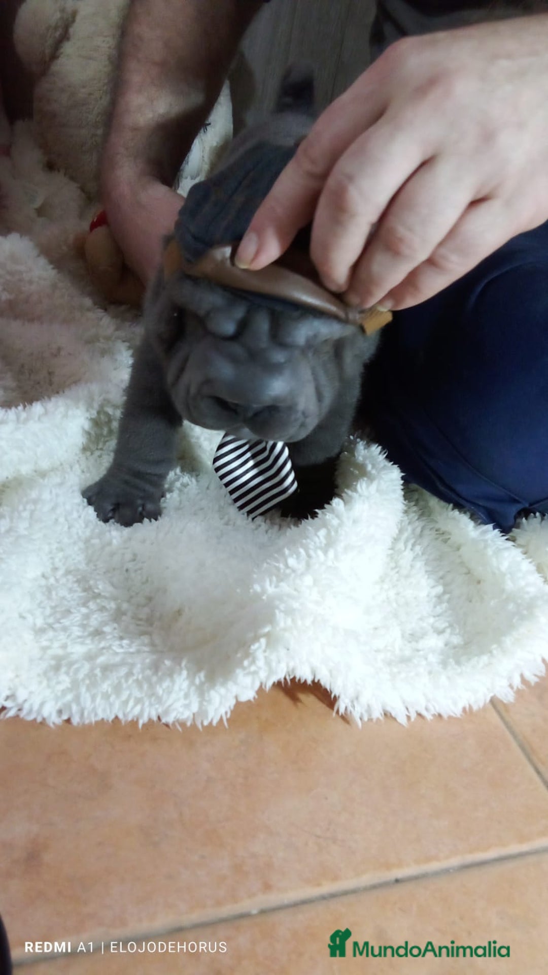Shar Pei perros en venta: Sharpei hembra minipeis blue 💙💙🐾 - Imagen 2
