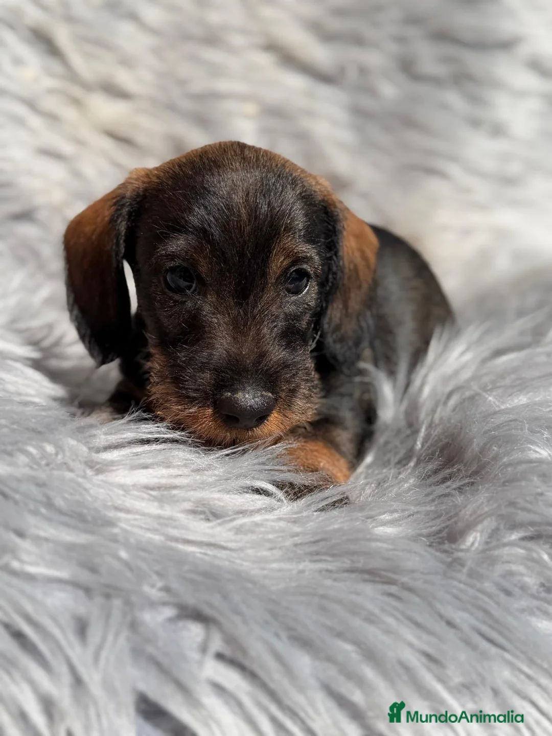 Teckel Miniatura perros en venta: Camada Teckel pelo duro🐾 - Anuncio 7