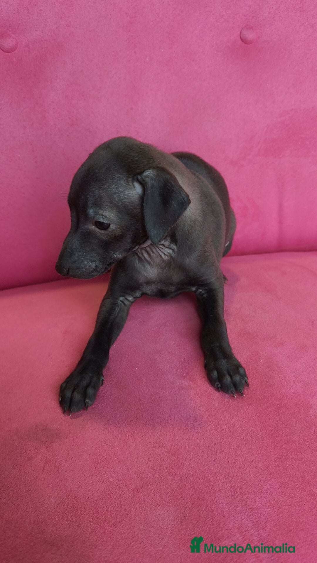 Pequeño Lebrel Italiano perros Pequeño lebrel Italiano Piccolo Macho - Anuncio 2