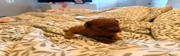 Caniche Toy perros en venta: Caniches toy - Anuncio 3