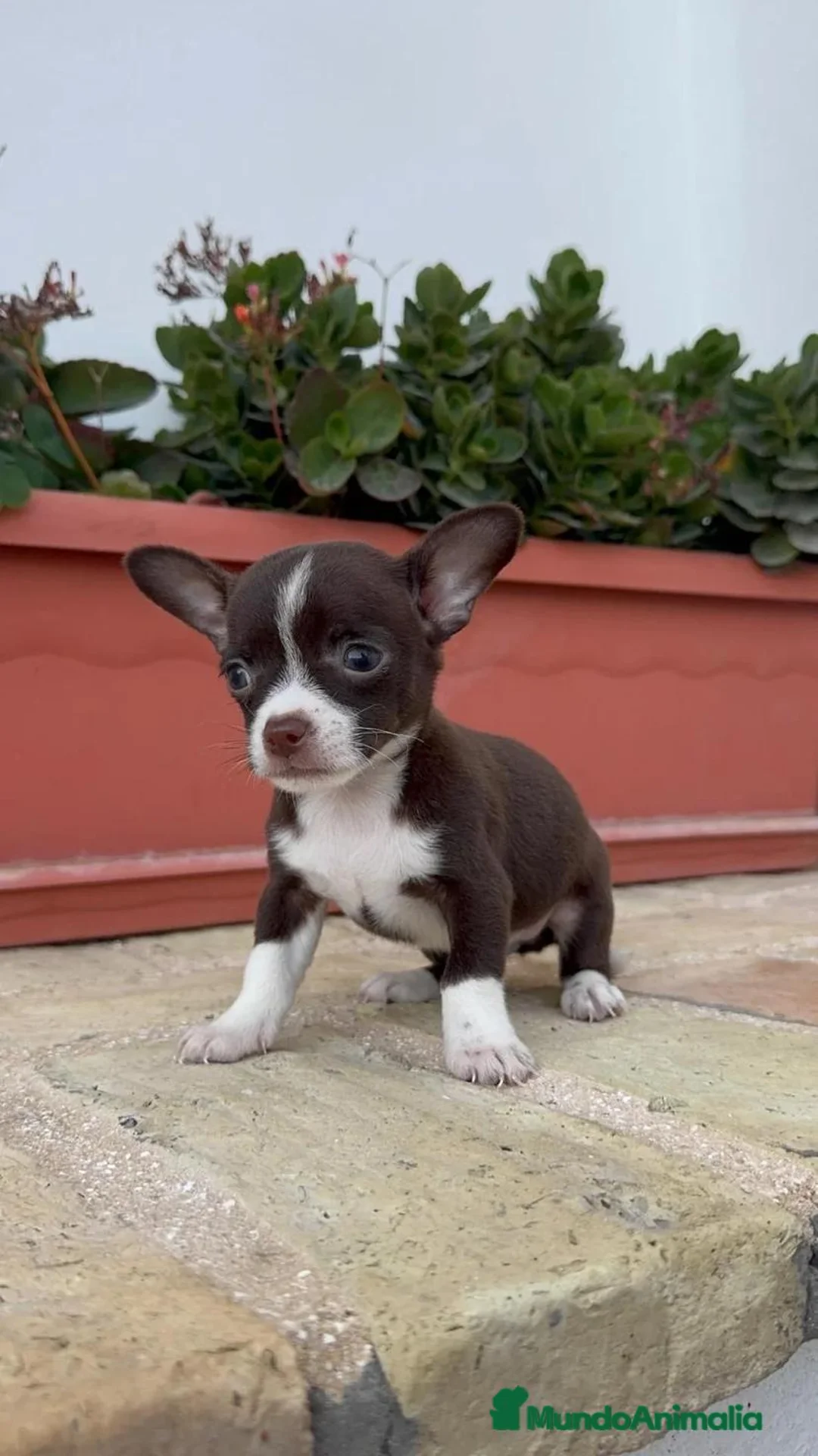 Chihuahua perros en venta: 🐾 CAMADA DE CHIHUAHUAS – PELO CORTO 🐾 - Anuncio 40