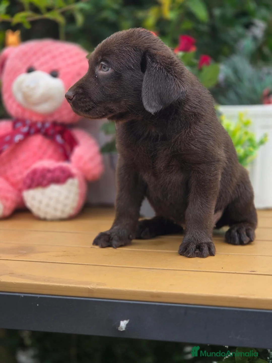 Labrador Retriever perros en venta: Labrador chocolate  - Anuncio 5