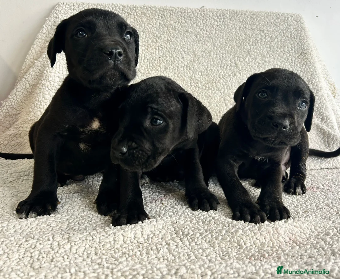 Cane Corso perros en venta: Cané corso negro  - Anuncio 2