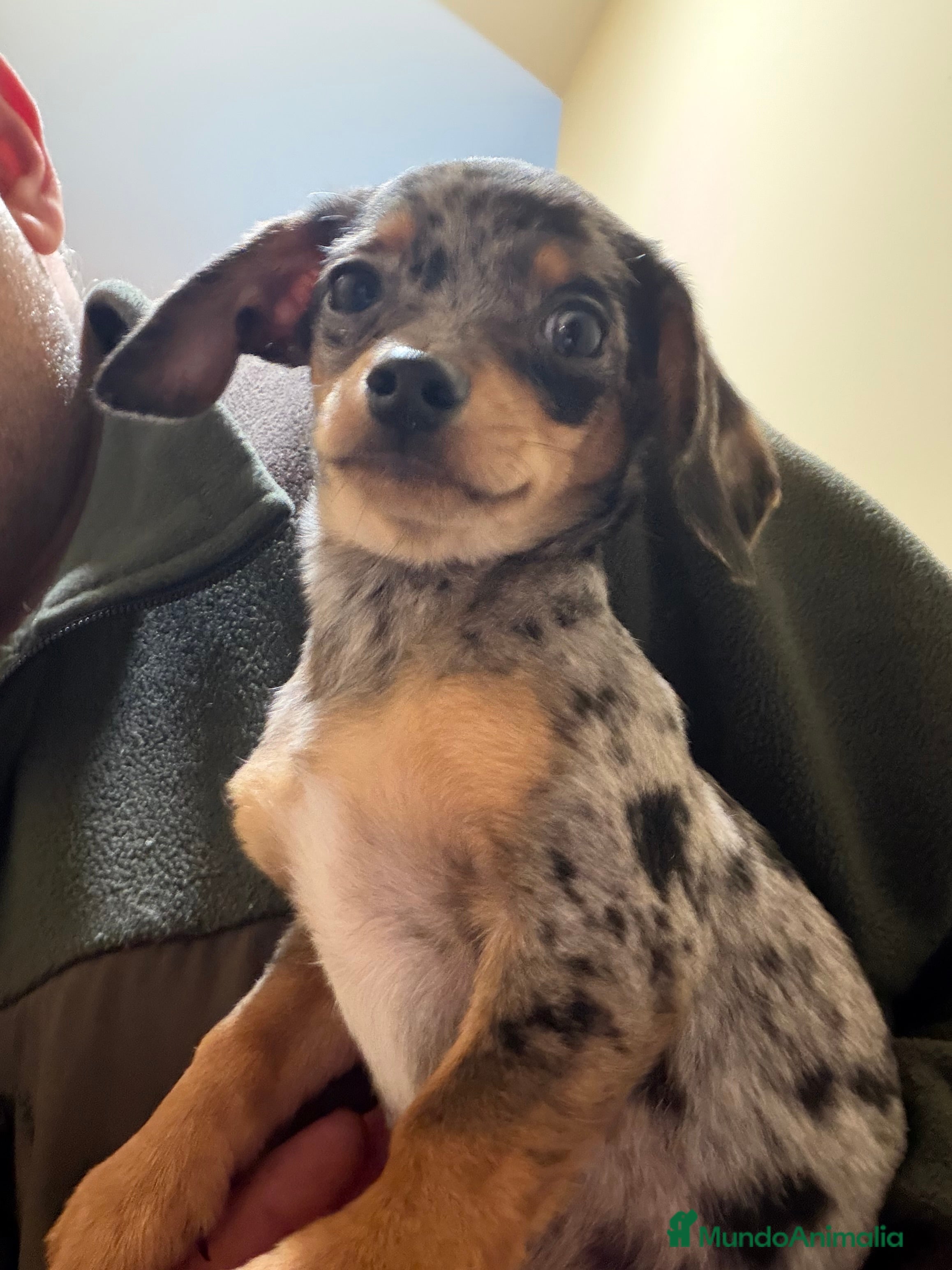 Raza Mixta perros Guapísimo cachorro cruce Teckel y Chuguagua  - Anuncio 2