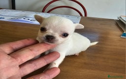 Chihuahua perros en venta: Chihuahuas mini - Imagen 3
