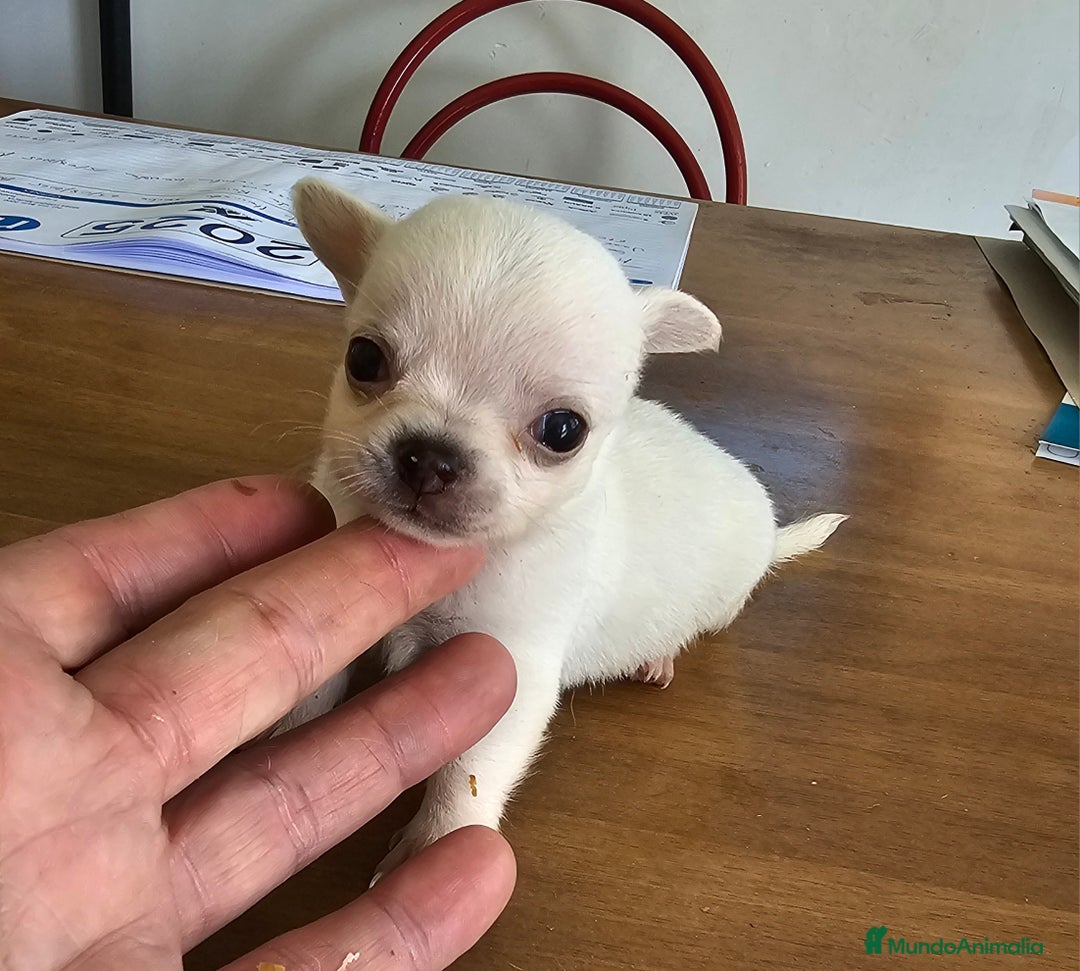 Chihuahua perros en venta: Chihuahuas mini - Imagen 3