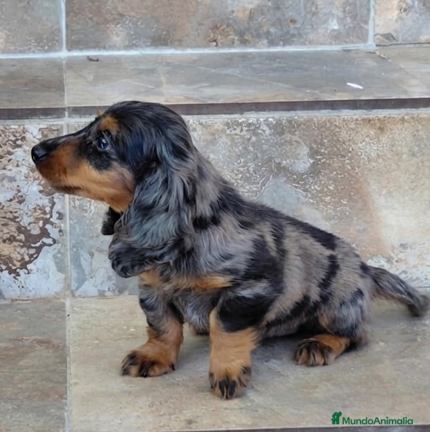 Teckel Miniatura perros Teckel miniatura exoticos - Anuncio 3
