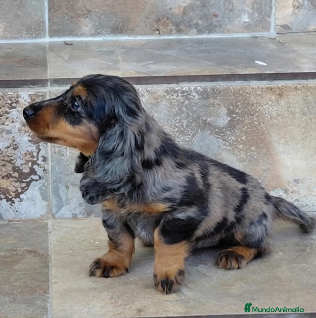 Teckel Miniatura perros en venta: Teckel miniatura exoticos - Anuncio 1