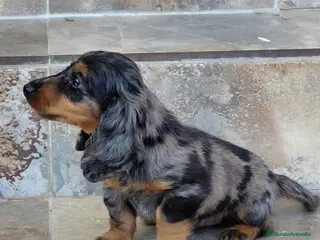 Teckel Miniatura perros Teckel miniatura exoticos - Anuncio 3