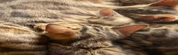 Bengalí gatos en venta: 3 Hembras 1 Macho - Gato Bengalí - Anuncio 7