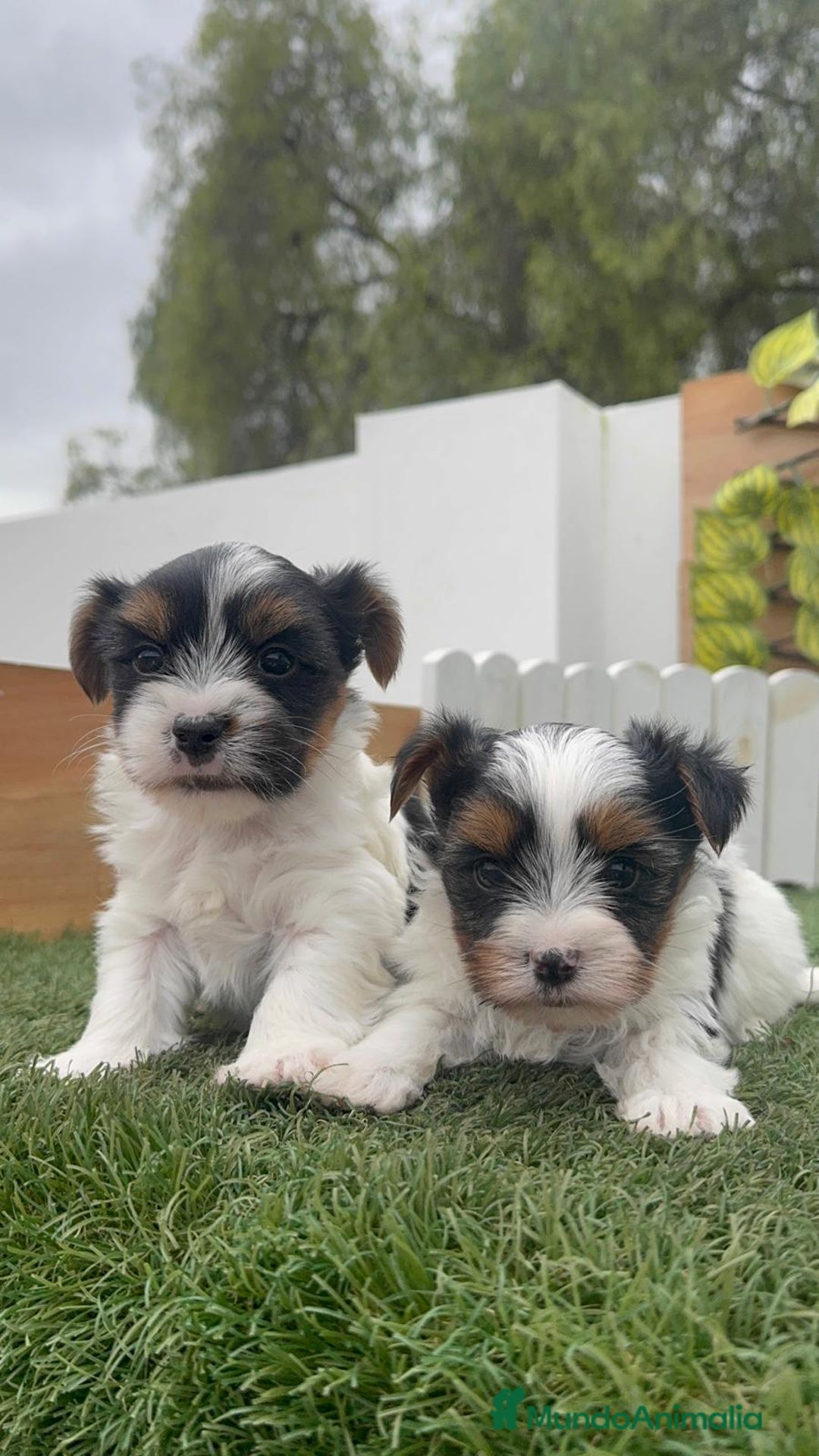 Yorkshire Terrier perros en venta: YORKSHIRE BIEWER MACHO - Anuncio 8