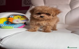Maltipoo perros en venta: Maltipoo para noviembre/diciembre  - Imagen 1