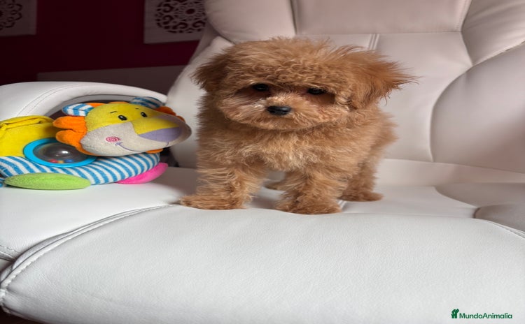 Maltipoo perros - Anuncio 2