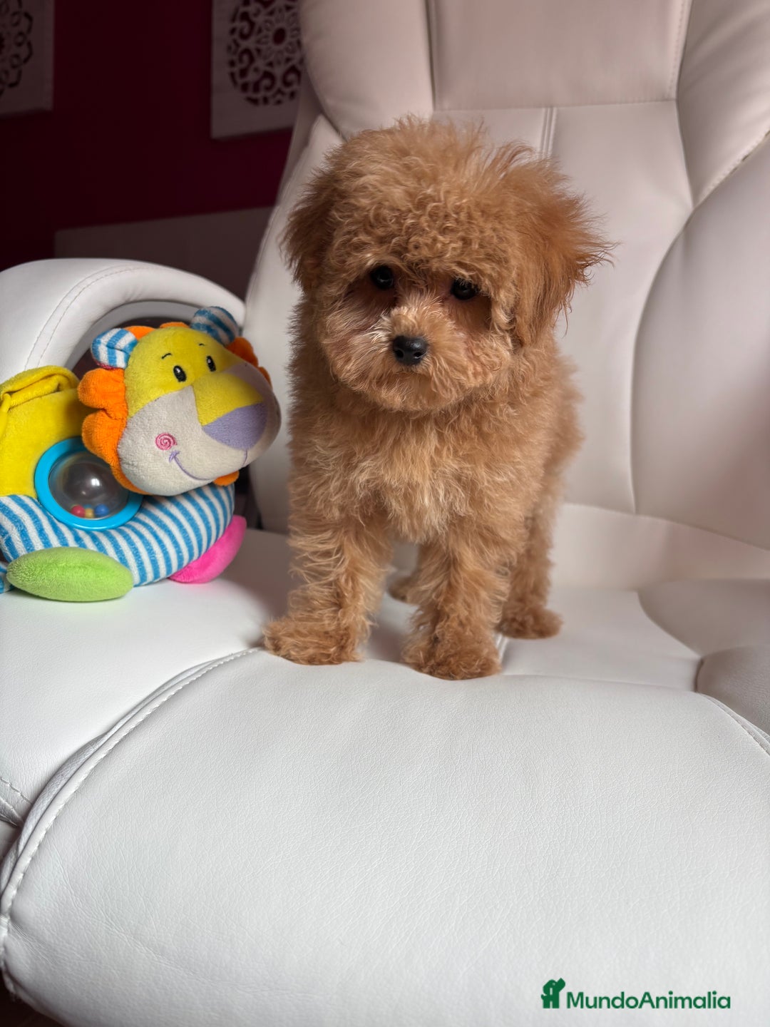 Maltipoo perros en venta: Maltipoo para noviembre/diciembre  - Imagen 1