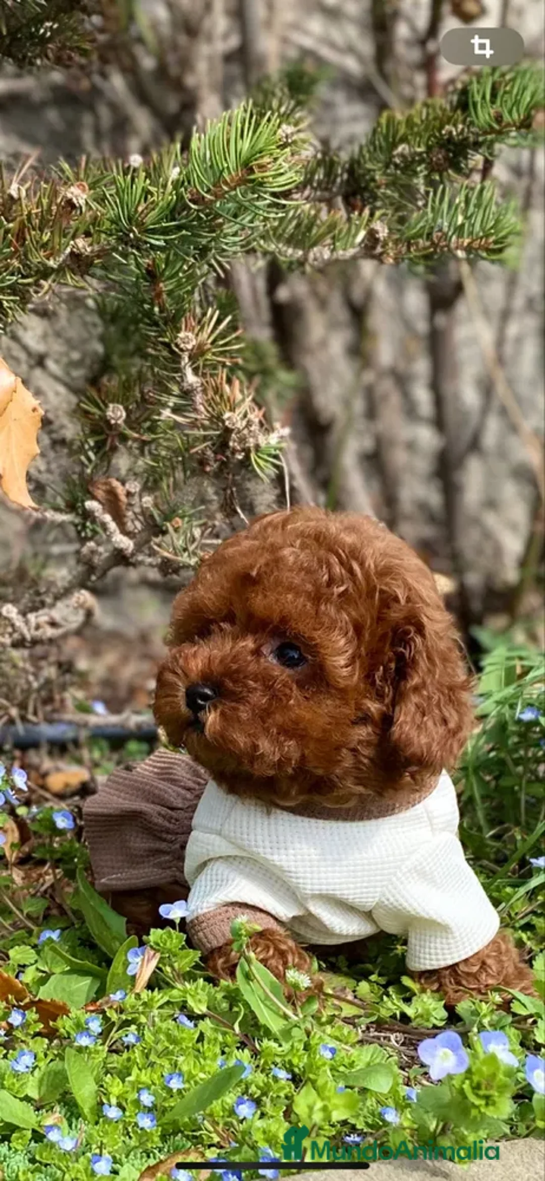 Caniche Toy perros en venta: caniche toy lo más pequeño de la raza  - Imagen 1