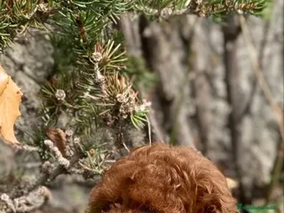 Caniche Toy perros - Anuncio 8