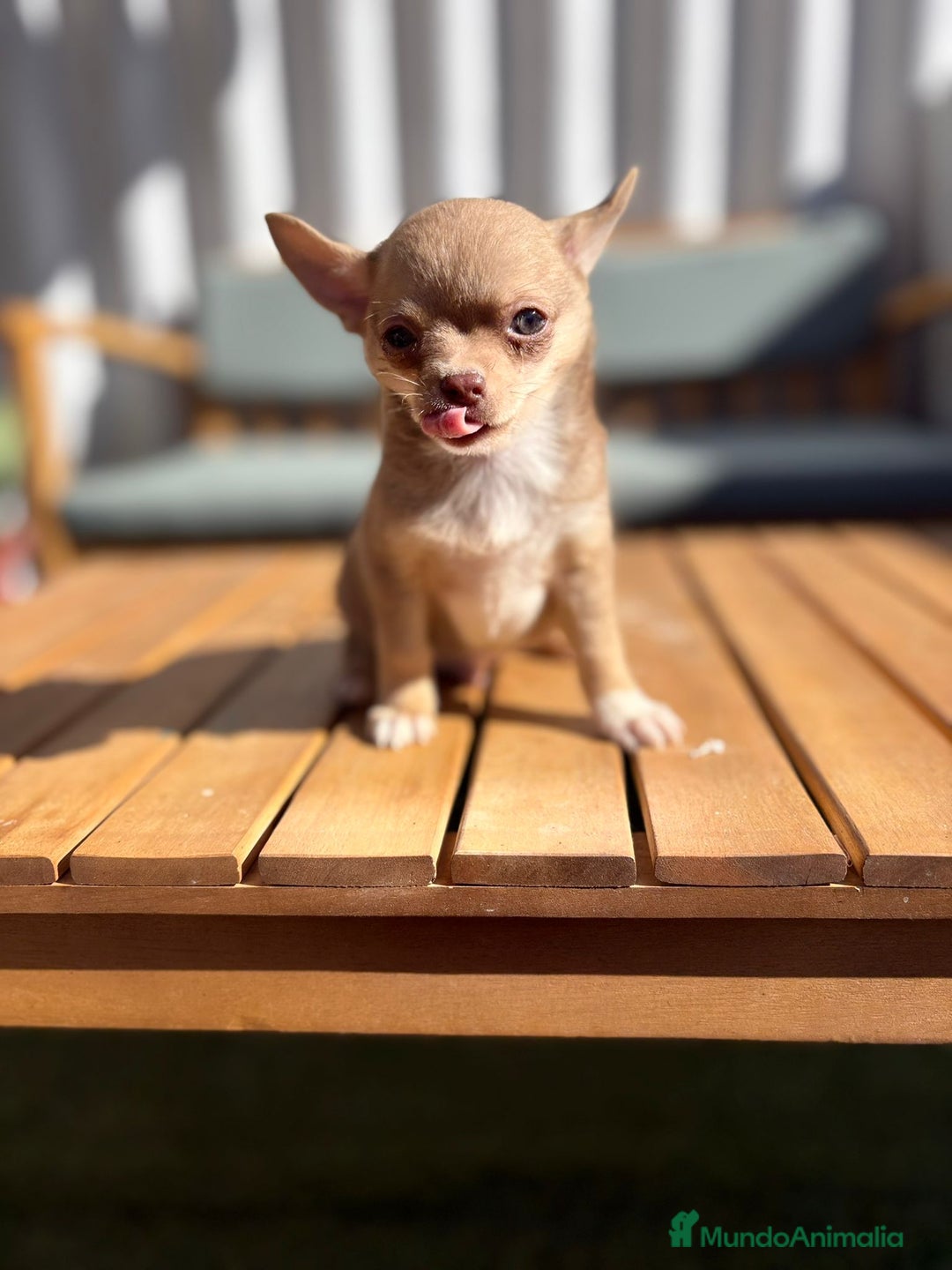 Chihuahua perros en venta: Chihuahua toy cabeza manzana 🍏 - Imagen 11