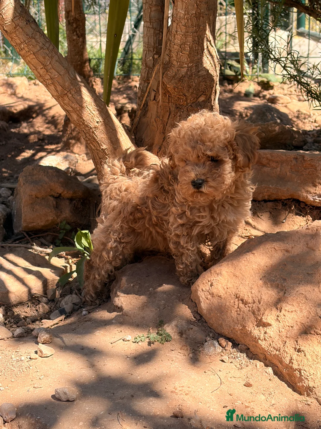Caniche Toy perros en venta: Caniche toy maravilloso  - Anuncio 1