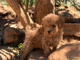 Caniche Toy perros Caniche toy maravilloso - Anuncio 1