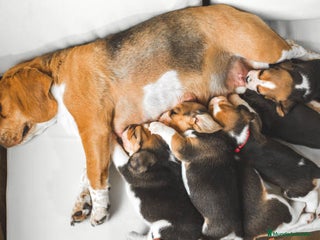 Beagle perros en Ciudad Real - Anuncio 14