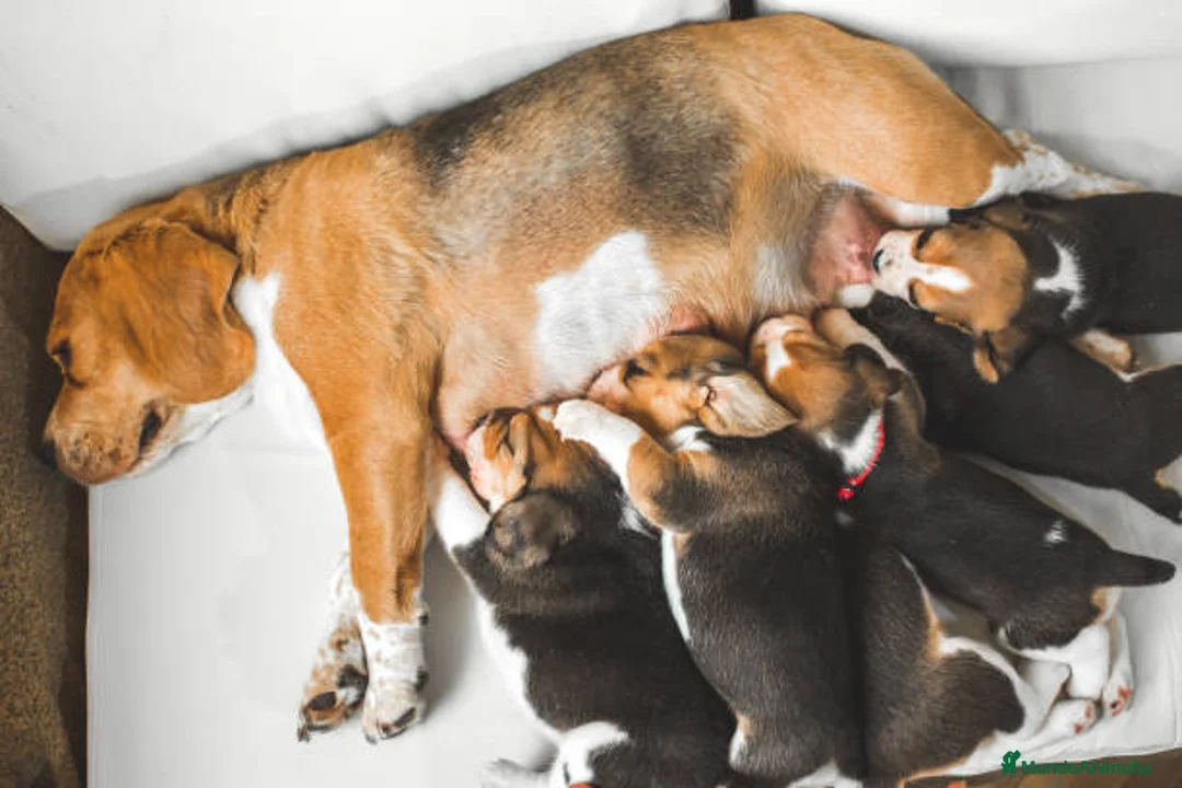 Beagle perros en venta: BEAGLE SEVILLA  en Ciudad Real - Anuncio 1