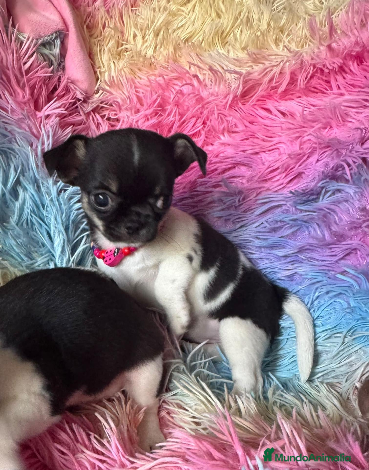 Chihuahua perros Chihuahuas ❤️  - Anuncio 9