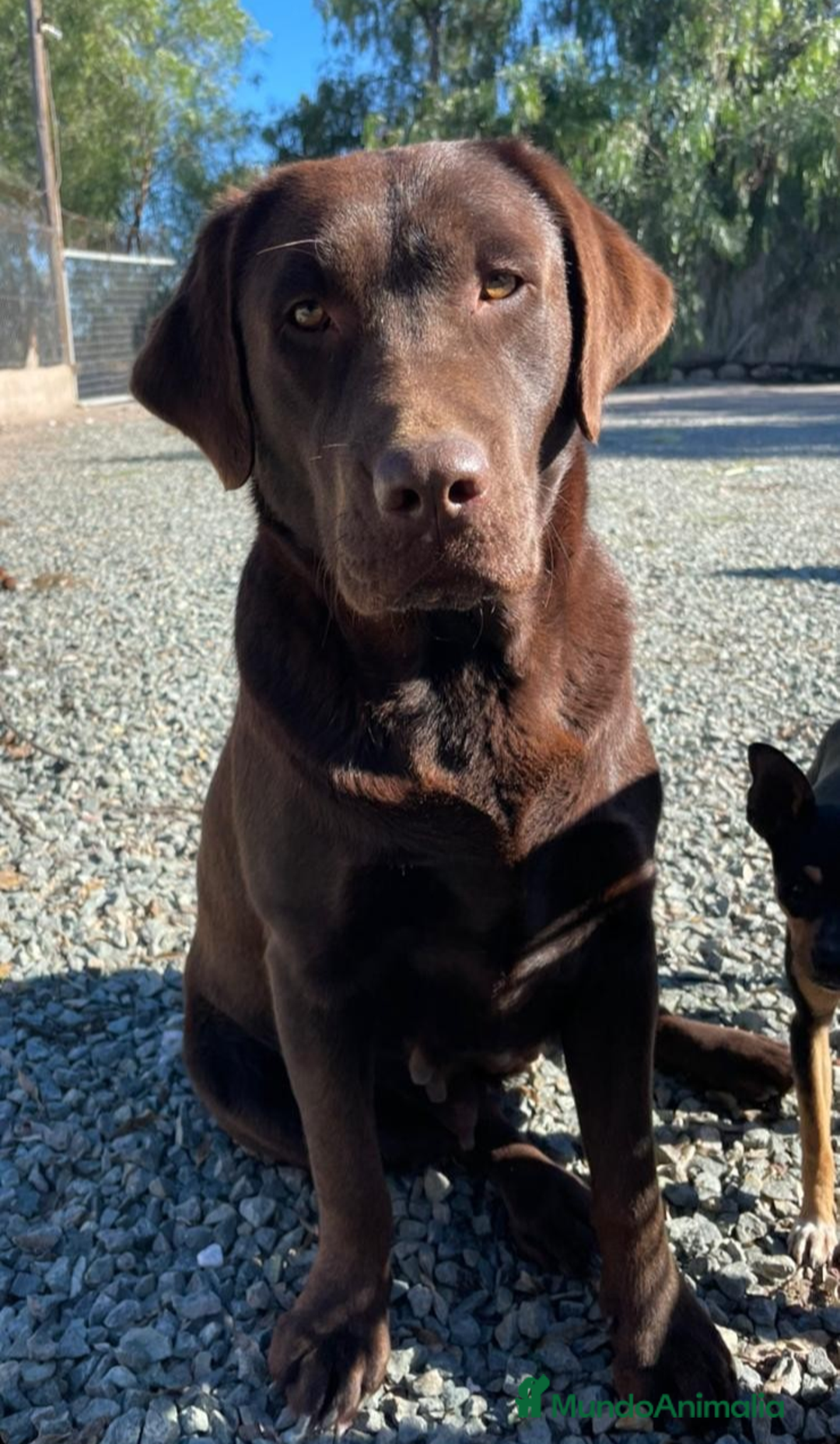Labrador Retriever perros en venta: cachorros de labrador retriever - Anuncio 3