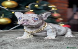 Bulldog Francés perros en venta: FRENCHIES // PASIÓN Y DEDICACIÓN  - Anuncio 1