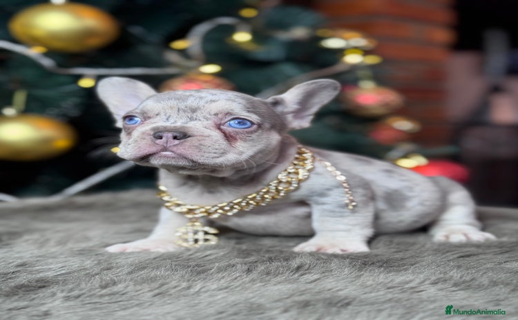 Bulldog Francés perros FRENCHIES // PASIÓN Y DEDICACIÓN  - Anuncio 1