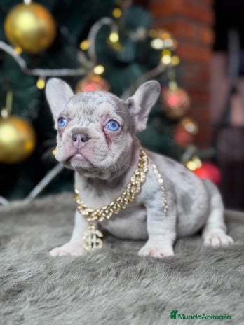 Bulldog Francés perros FRENCHIES // PASIÓN Y DEDICACIÓN - Anuncio 4