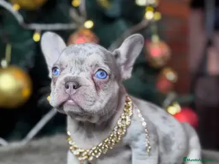 Bulldog Francés perros FRENCHIES // PASIÓN Y DEDICACIÓN - Anuncio 24