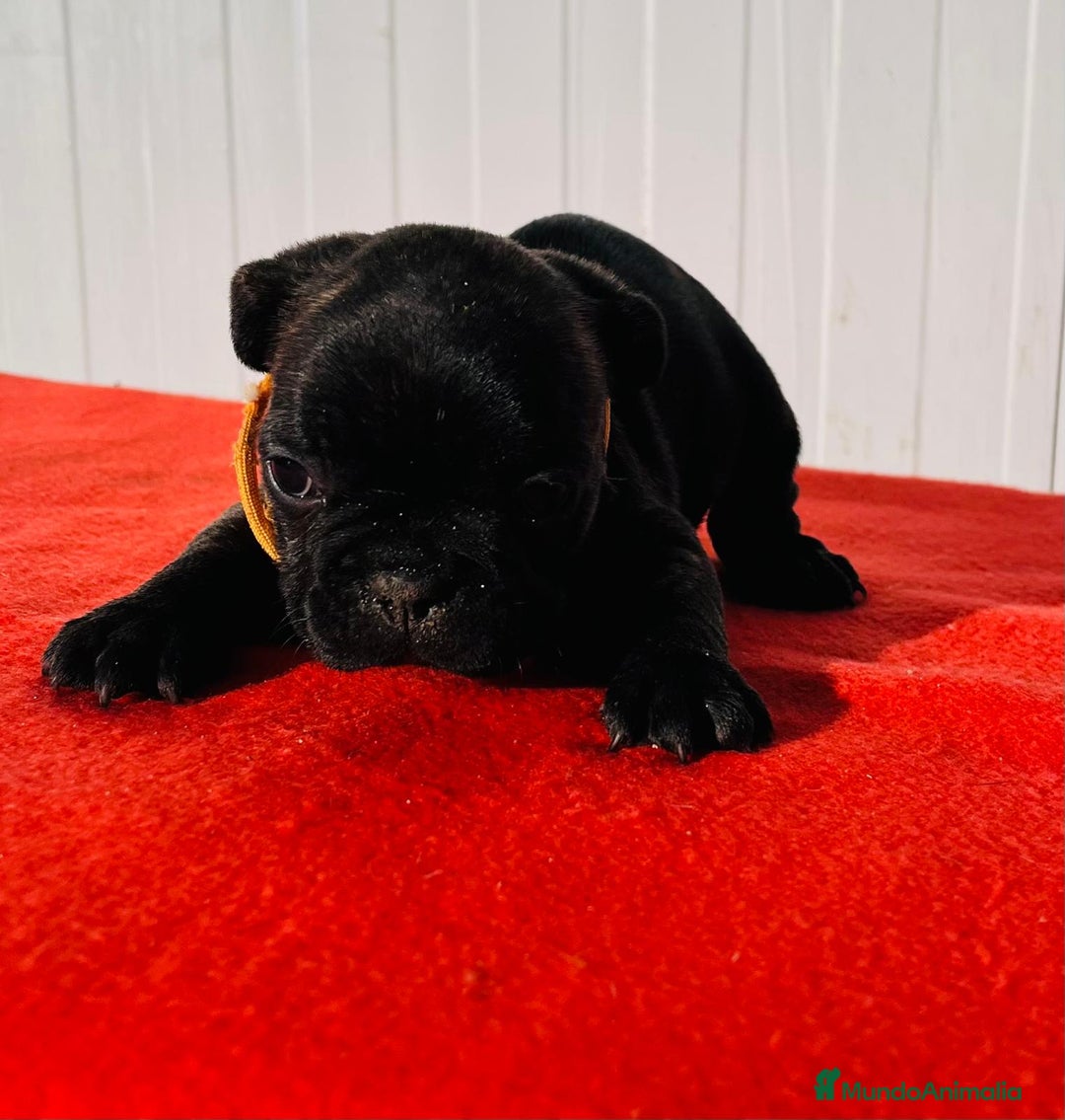 Bulldog Francés perros en venta: Bulldog francés hembra  - Anuncio 4
