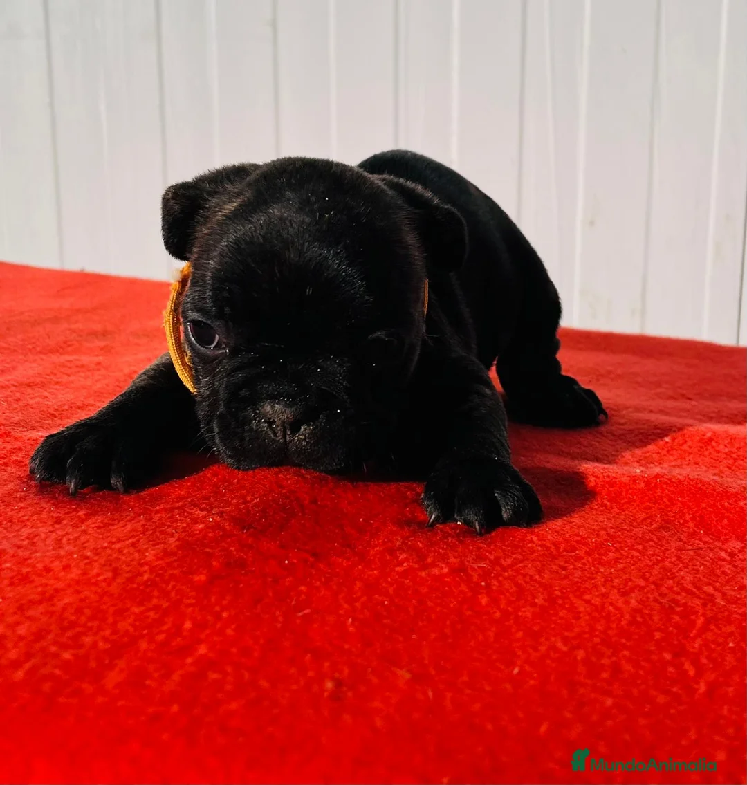 Bulldog Francés perros en venta: Bulldog francés hembra  - Anuncio 4