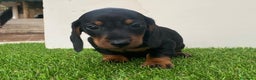 Teckel perros en venta: DACHSHUND BEBÉS ///// ESPAÑA  - Anuncio 4