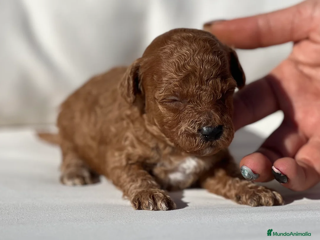 Caniche Toy perros en venta: CANICHE TOY ROJO INTENSO - Anuncio 4