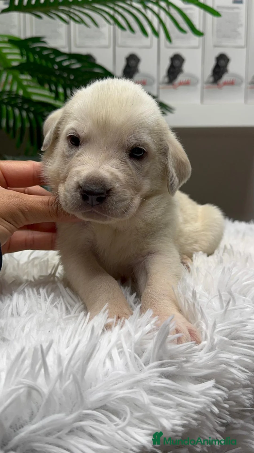 Mastín Español perros en venta: MASTIN ESPAÑOL - Anuncio 2