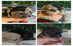 Bulldog Francés perros en venta: Preciosa camada de bulldog francés  - Imagen 1